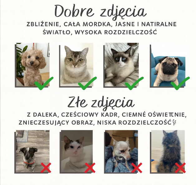 portret kota ze zdjęcia idealny prezent dla miłośnika kotów